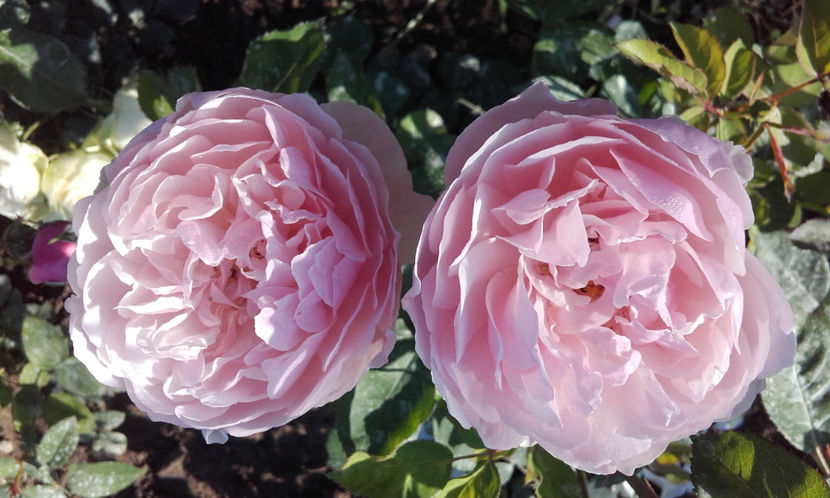  - THE ALNWICK ROSE David Austin 3