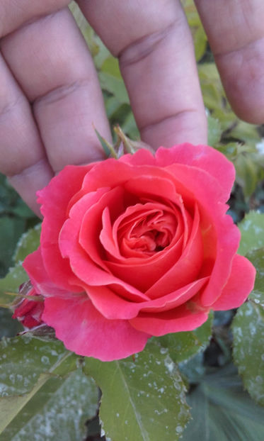  - EMILIEN GUILLOT Guillot 3