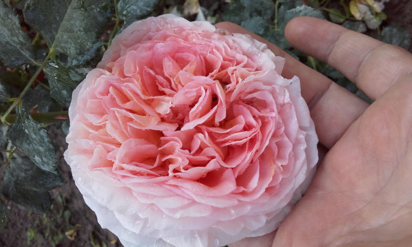  - ABRAHAM DARBY David Austin 3