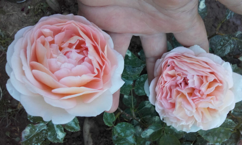 - ABRAHAM DARBY David Austin 3