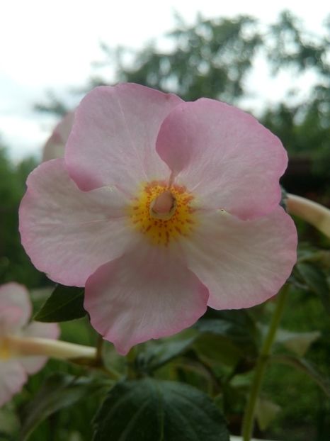 Christmas Lollypop - Achimenes 2017