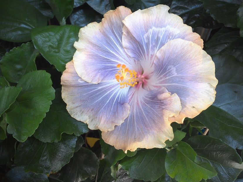 WIN_20170703_105756 - Silver Memories