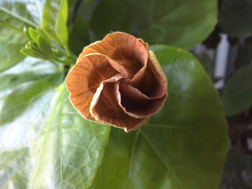 WIN_20170703_091602 - Tahitian Dusky Star