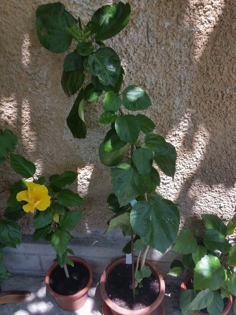  - Tahitian Pretty Boy