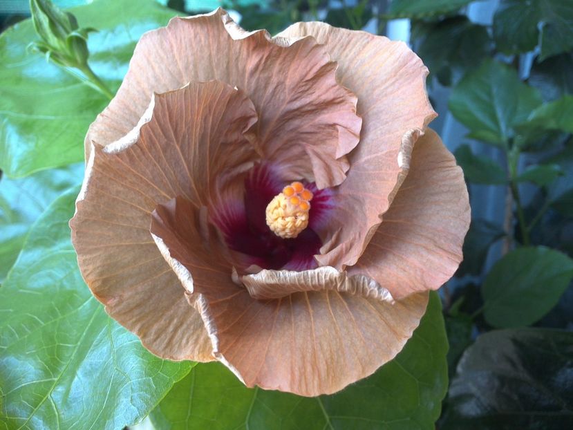 WIN_20170703_112437 - Tahitian Dusky Star