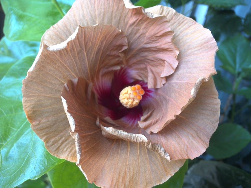 WIN_20170703_112502 - Tahitian Dusky Star