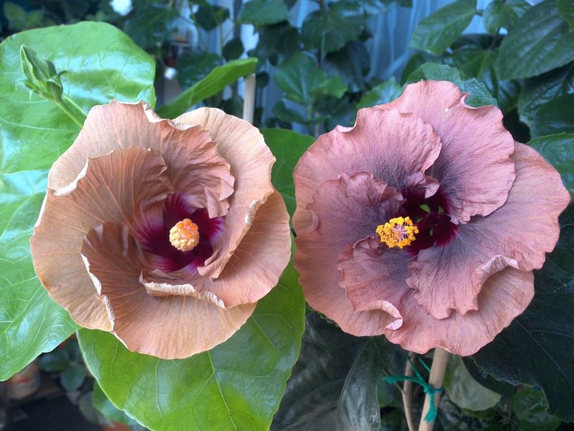 WIN_20170703_112738 - 03Hibiscus