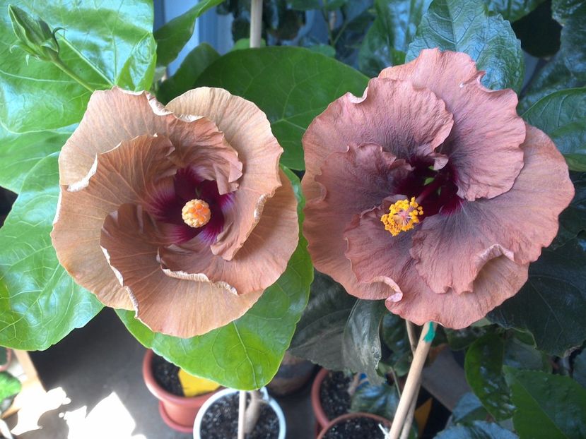 WIN_20170703_112740 - 03Hibiscus