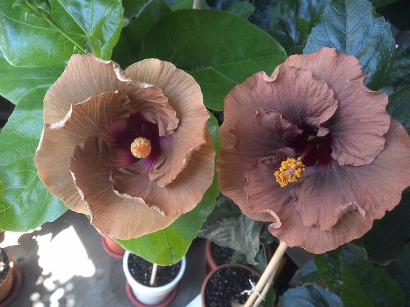 WIN_20170703_112759 - 03Hibiscus