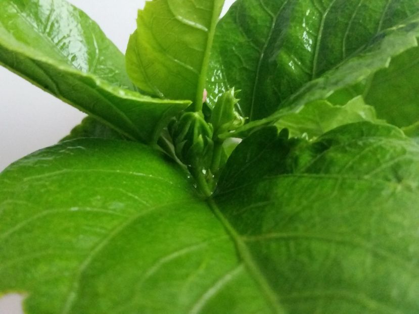 03-07-2017 - Lady Flo