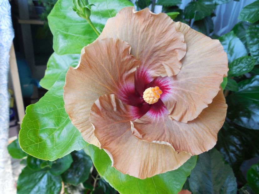  - Tahitian Dusky Star