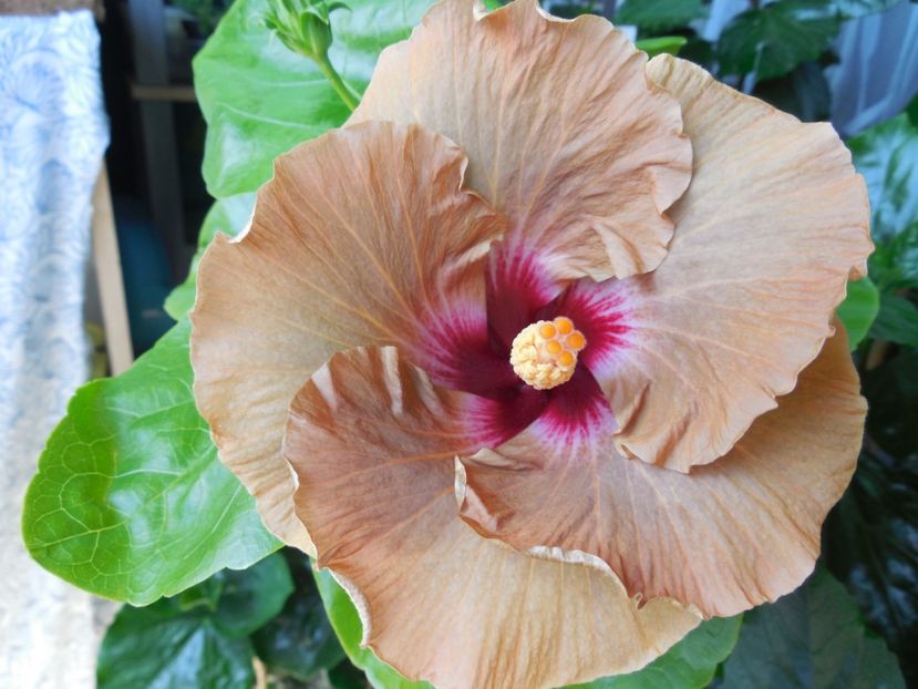  - Tahitian Dusky Star