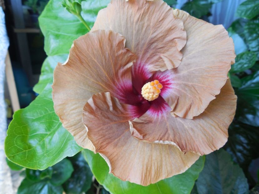  - Tahitian Dusky Star