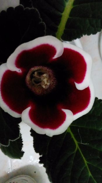 P_20170703_142105_BF - Gloxinia