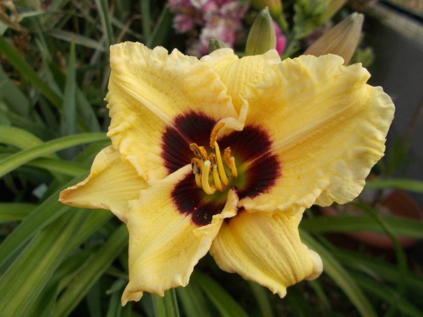  - Hemerocallis 2017