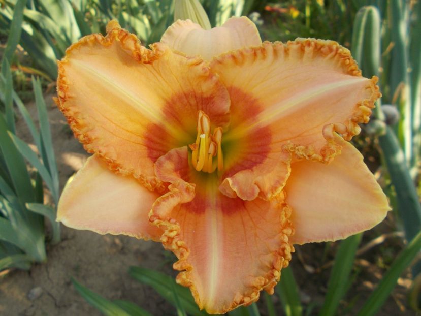  - Hemerocallis 2017