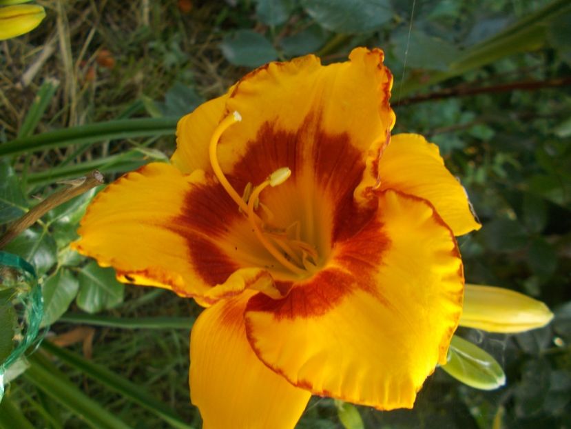  - Hemerocallis 2017