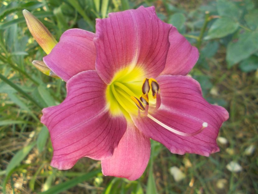  - Hemerocallis 2017