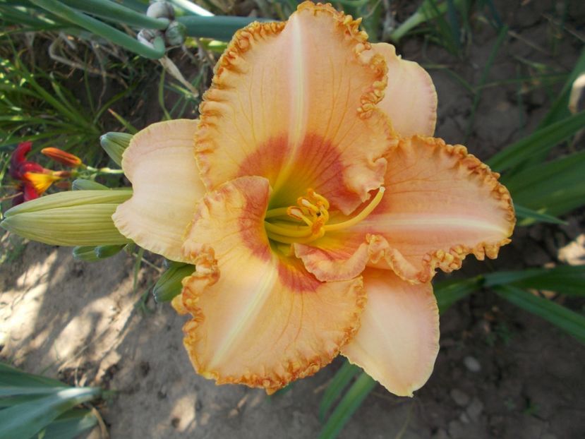  - Hemerocallis 2017