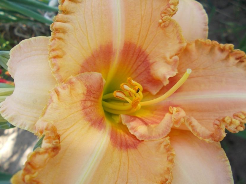  - Hemerocallis 2017