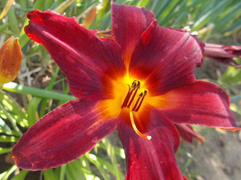  - Hemerocallis 2017