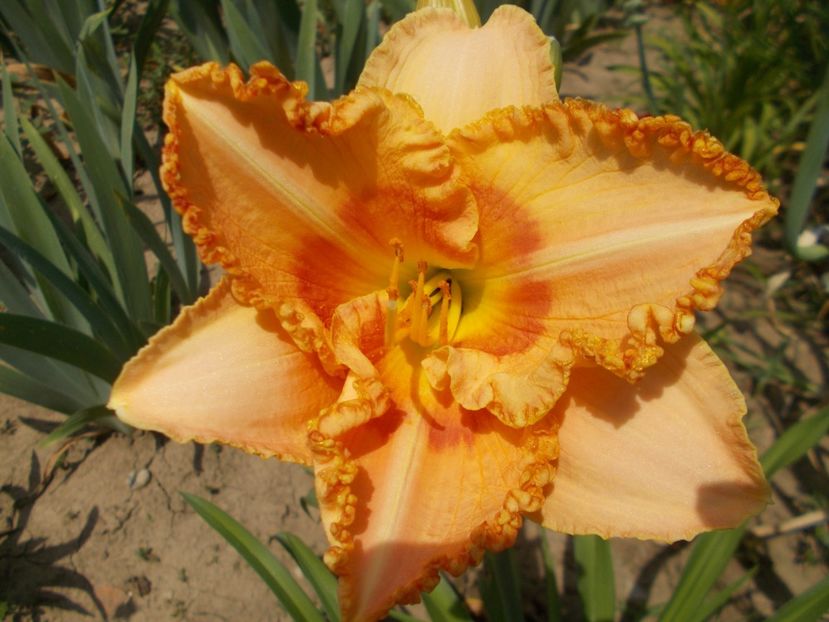  - Hemerocallis 2017