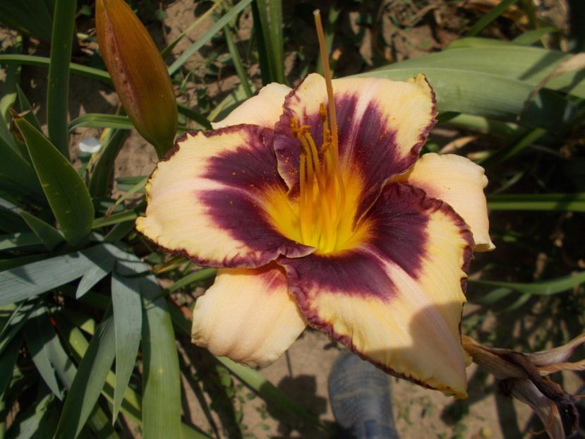  - Hemerocallis 2017