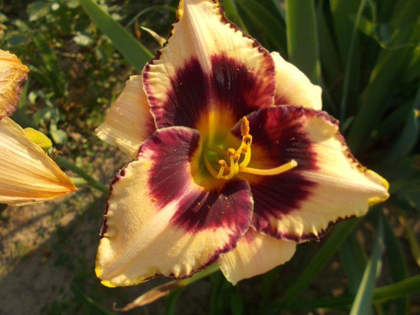  - Hemerocallis 2017