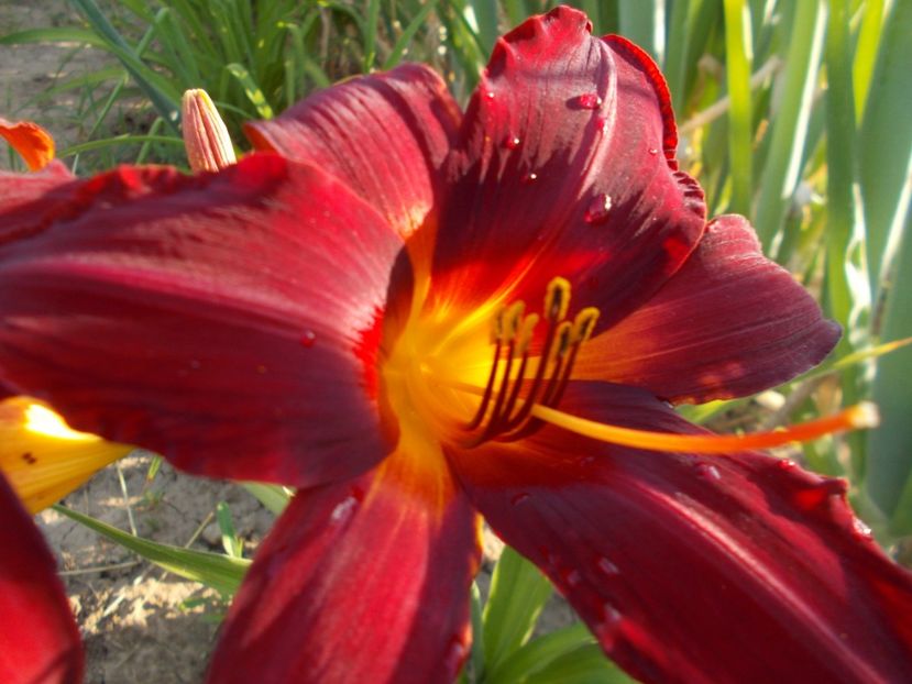  - Hemerocallis 2017