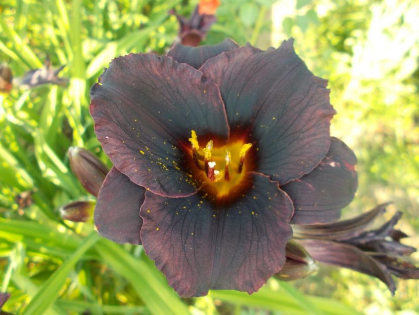  - Hemerocallis 2017