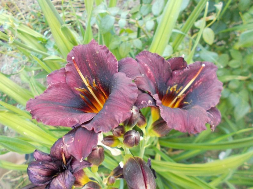  - Hemerocallis 2017