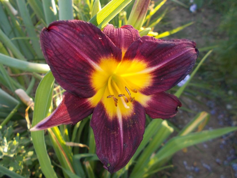  - Hemerocallis 2017
