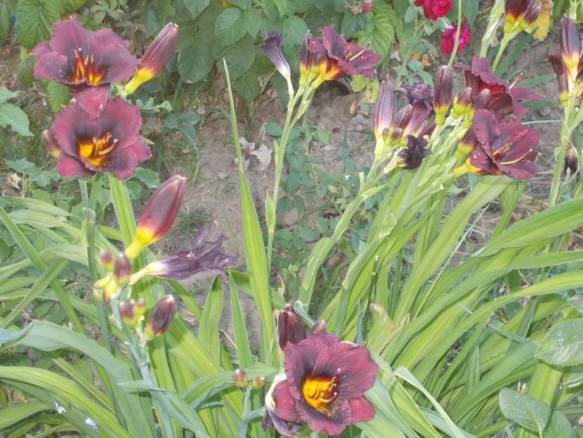  - Hemerocallis 2017