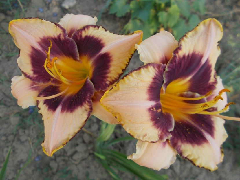  - Hemerocallis 2017