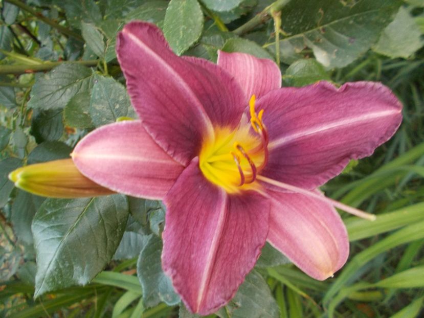  - Hemerocallis 2017