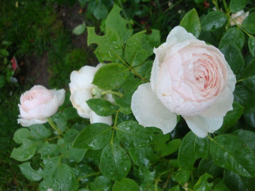  - Herzogin Christiana