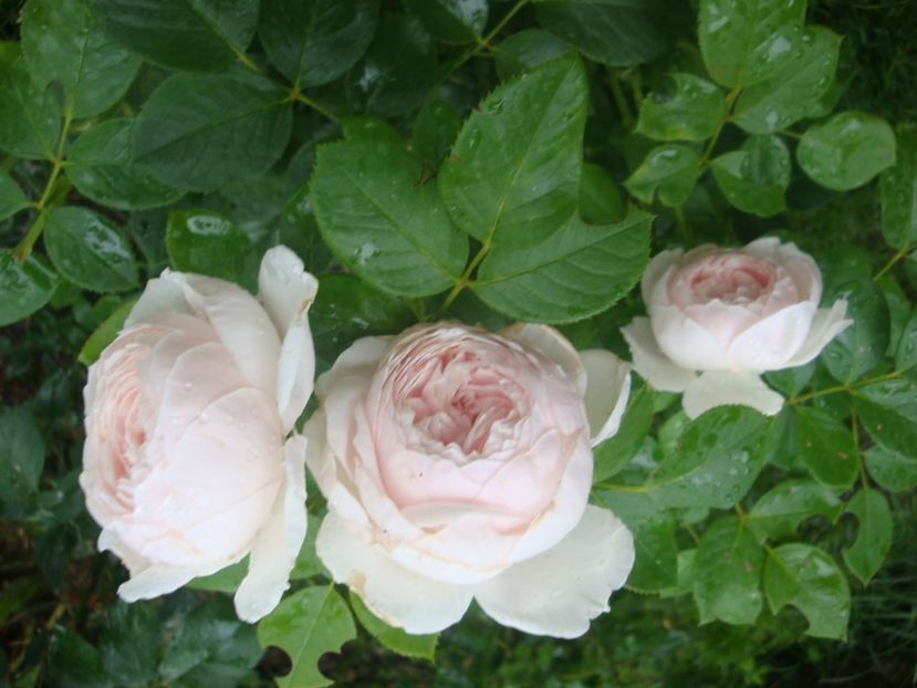  - Herzogin Christiana