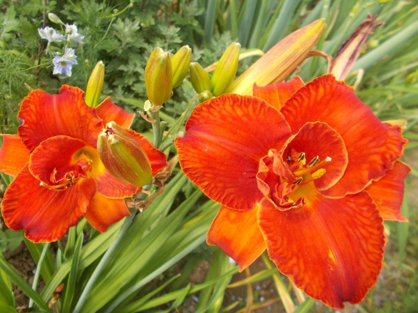 - Hemerocallis 2017