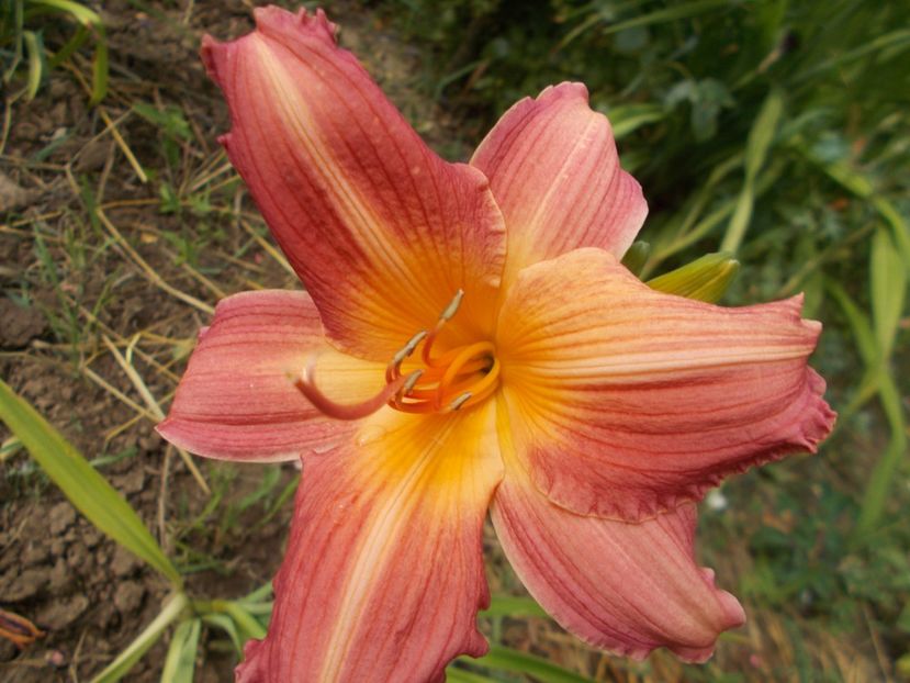  - Hemerocallis 2017