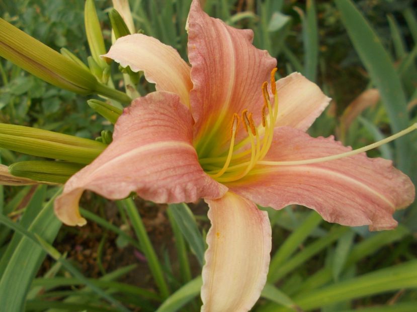  - Hemerocallis 2017