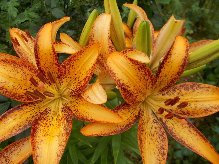  - Hemerocallis 2017