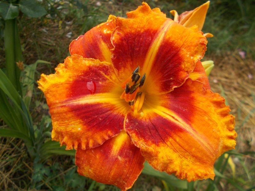  - Hemerocallis 2017