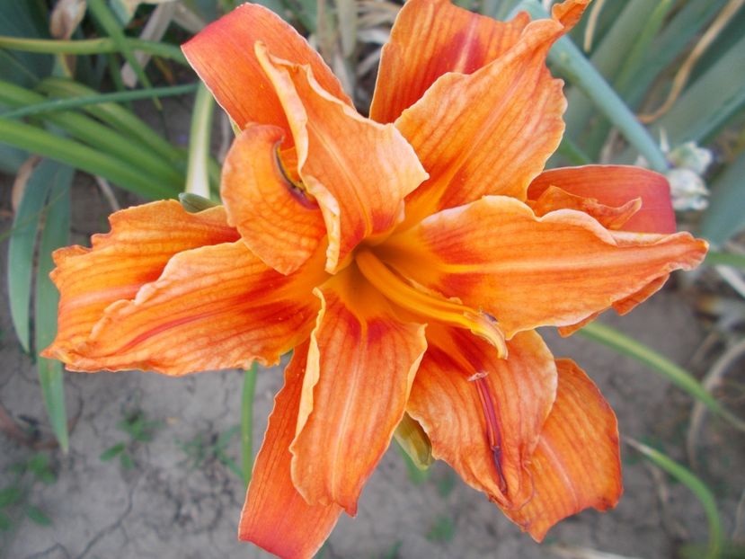  - Hemerocallis 2017