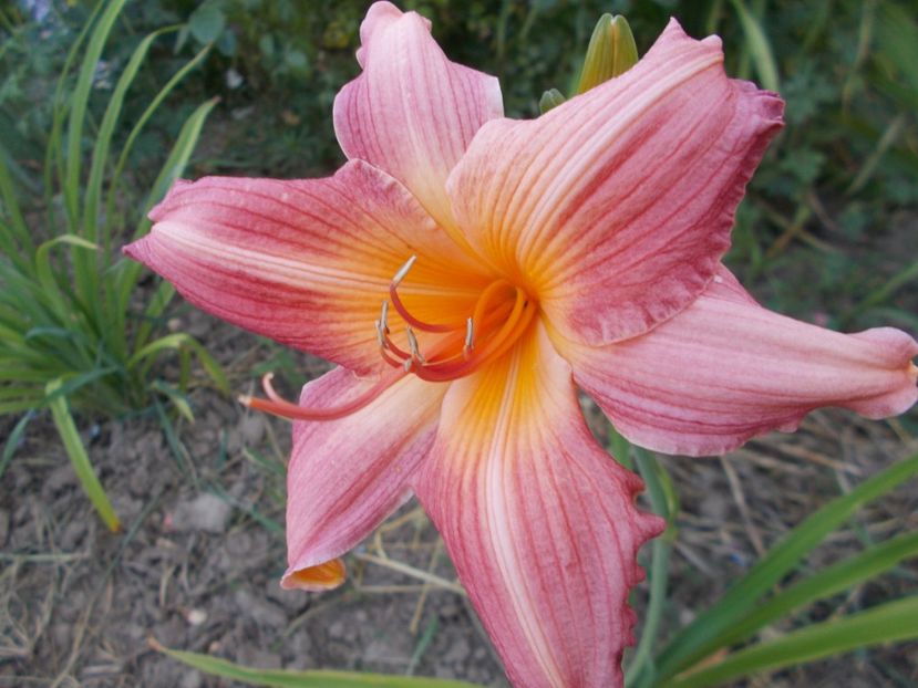  - Hemerocallis 2017