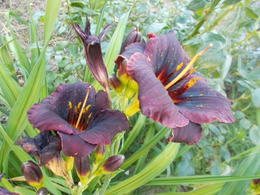  - Hemerocallis 2017