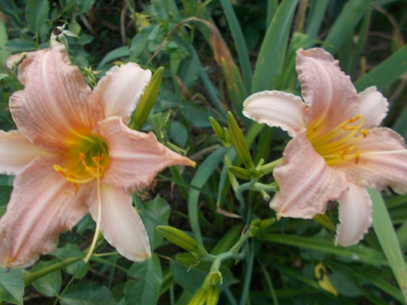  - Hemerocallis 2017