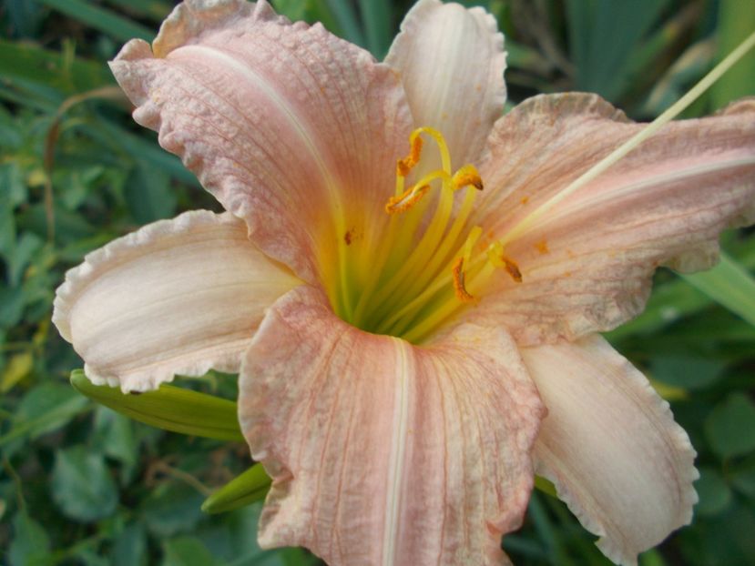  - Hemerocallis 2017