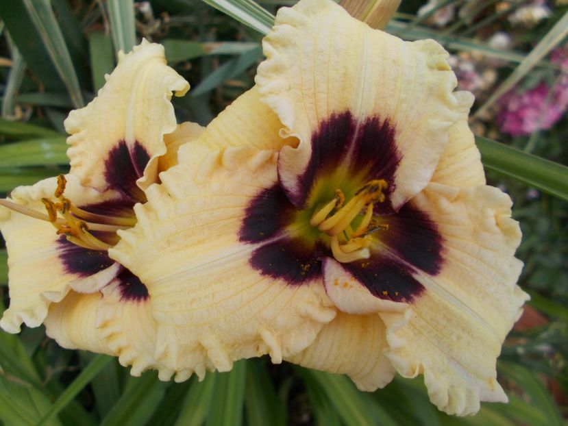  - Hemerocallis 2017
