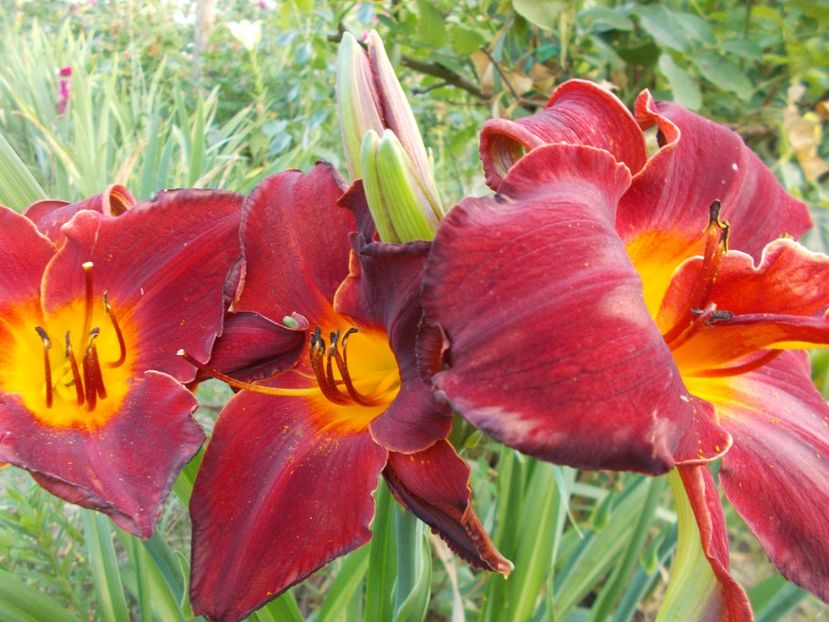  - Hemerocallis 2017