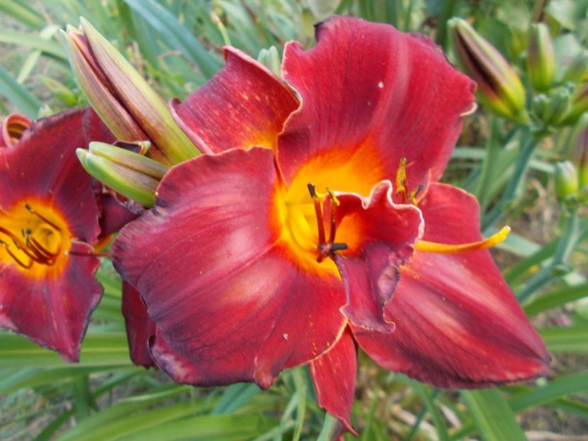  - Hemerocallis 2017